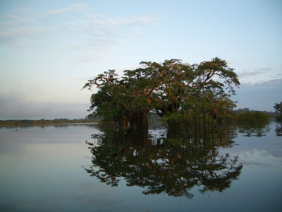 Vloedbossen in de Amazone