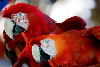 Ara's papegaaien