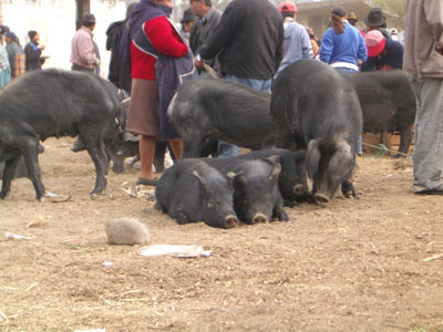 Varkens op een veemarkt