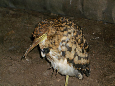 Nachtvogel in de Amazone
