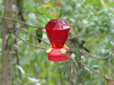 Kolibries in mindo